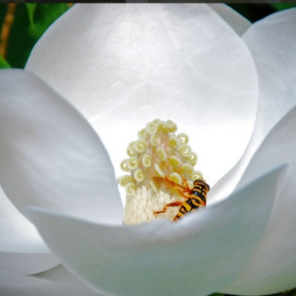 Meet your Posher, Fonda